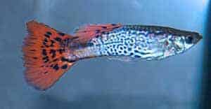 Snakeskin Guppy, un pez de Acuario tropical de agua dulce