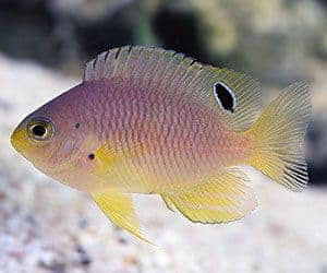 Uno de los peces de acuario de agua salada más atractivos es el Pez Damisela