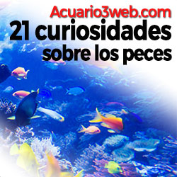 Ver curiosidades de los peces