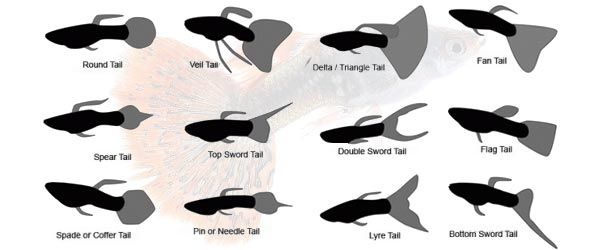 Hay numerosas formas diferentes de la cola del pez guppy o Poecilia reticulata