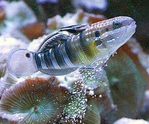Gobio rayado (Amblygobius phalaena) rara vez es agresivo hacia otros peces