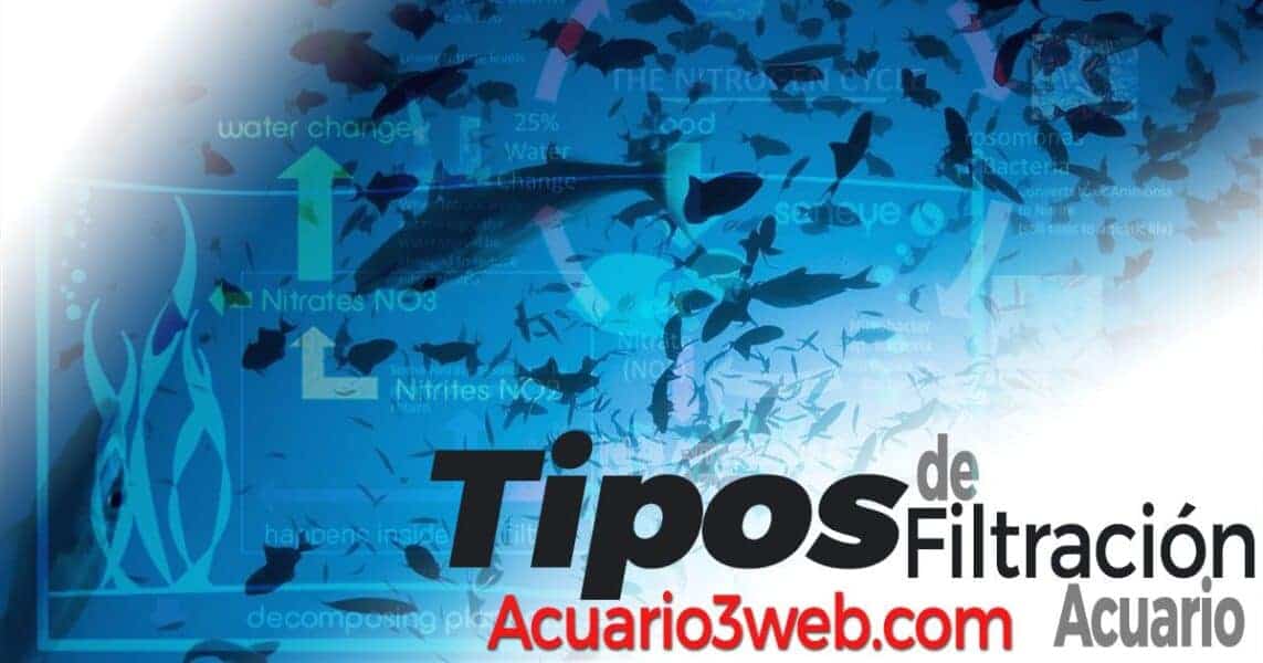 encanto Alacena Resaltar TIPOS De Filtración En El Acuario ჱ 2023 |▷ Acuario3web