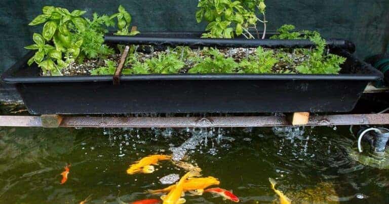 Acuaponía Con Peces Goldfish