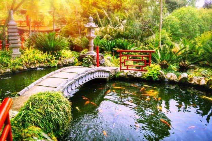 Jardín japonés con peces koi nadando en el estanque.  Fondo de la naturaleza