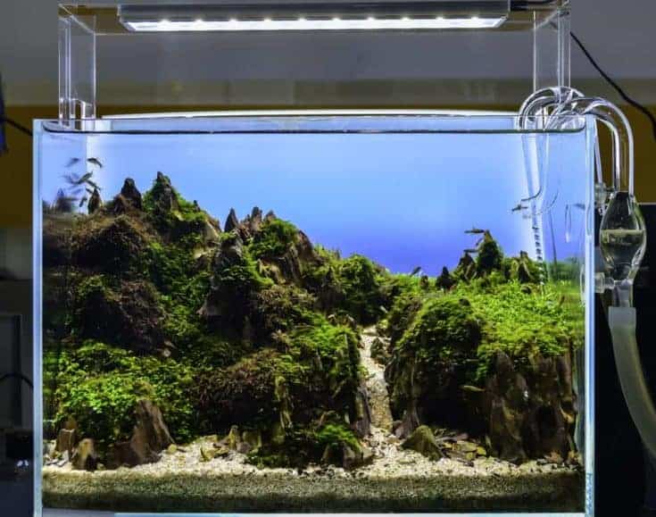 Cerrar imagen del tanque de acuario de estilo natural de paisaje submarino con una variedad de plantas acuáticas en su interior.