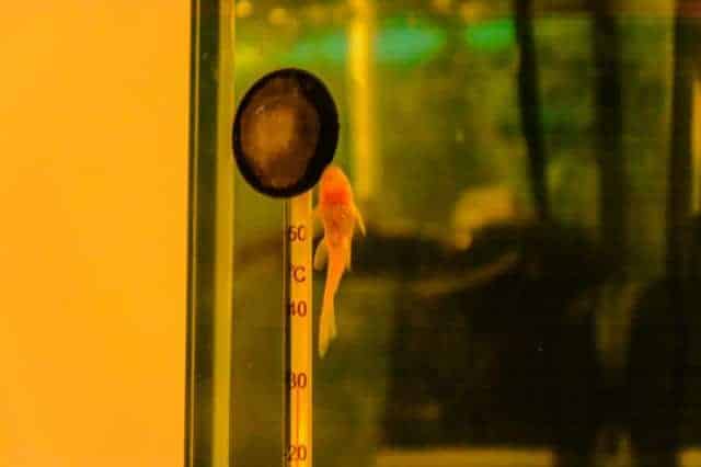 Un pequeño ancistrus de bagre pegado al cristal del acuario cerca del termómetro