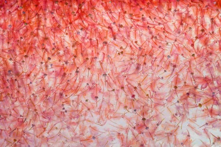 Artemia plancton camarón de salmuera