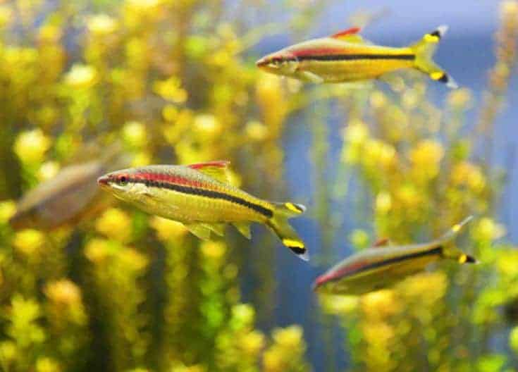 Coloridos peces tropicales nadando en el agua