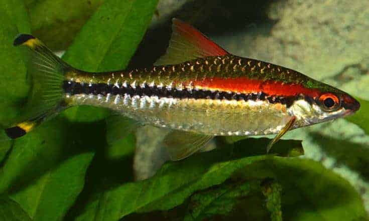 Especie de pez ciprínido endémico de los rápidos arroyos y ríos de las colinas de los Ghats occidentales de la India.