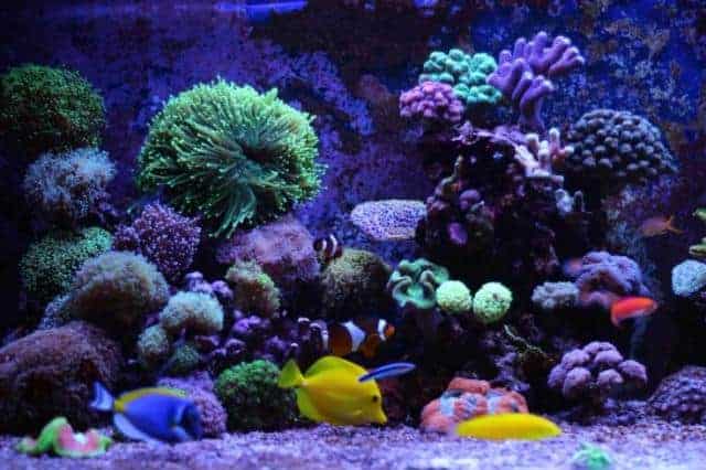 Tanque de acuario de arrecife de agua salada de coral