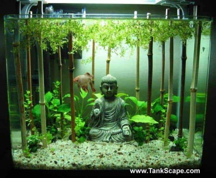 Este tanque sereno utiliza creativamente piezas de bambú con plantas vivas en la parte superior para crear el efecto de un bosque de bambú bajo el agua, una decoración de tanque de Buda meditando justo en el centro