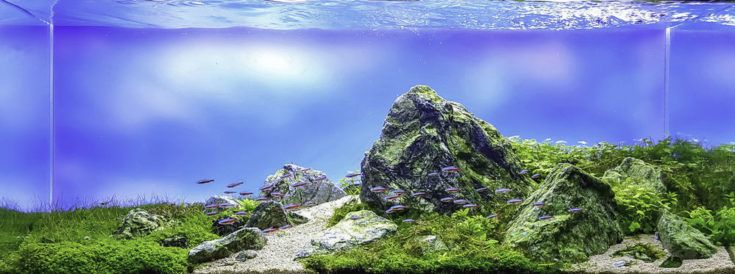 Cerrar imagen del tanque de acuario de estilo paisaje natural con una variedad de plantas acuáticas en su interior.