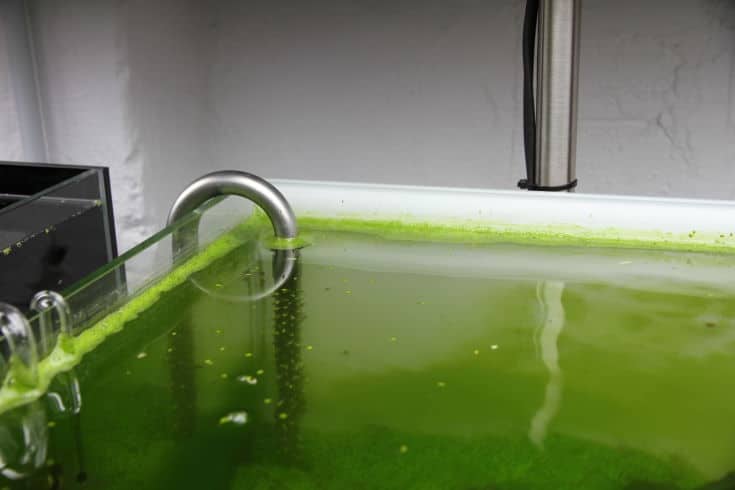 Algas de polvo verde en acuario