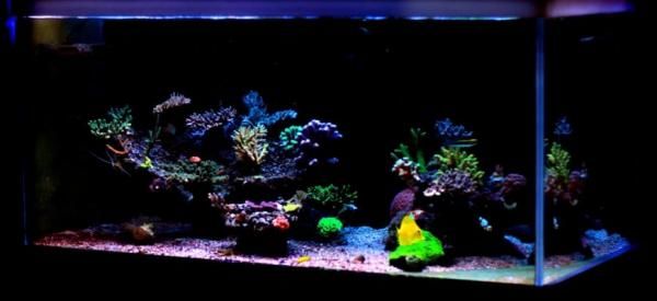 Acuario de arrecife con hermosas iluminaciones.