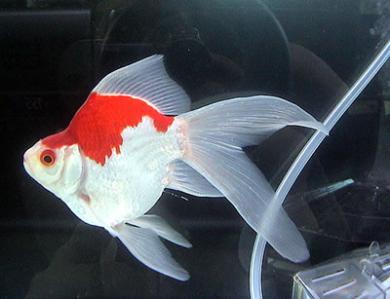 Tamasaba o Sabao Goldfish