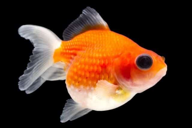 peces goldfish de escala de perlas aislados en negro Disparo de estudio de alta calidad eliminado manualmente del fondo para que el finnage esté completo