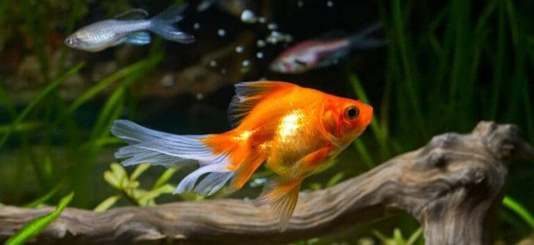 32 Tipos Populares De Peces Goldfish