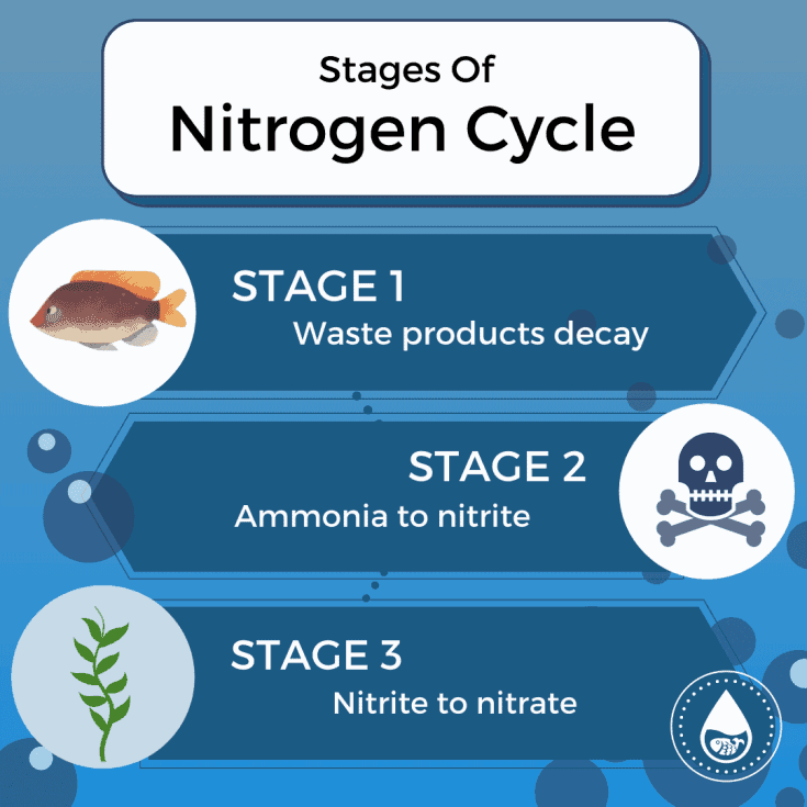 Etapas del ciclo del nitrógeno - Mini infografía