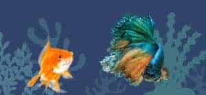 Goldfish y Bettas: ¿amor u odio?  - Fancy Goldfish y Betta Fish.