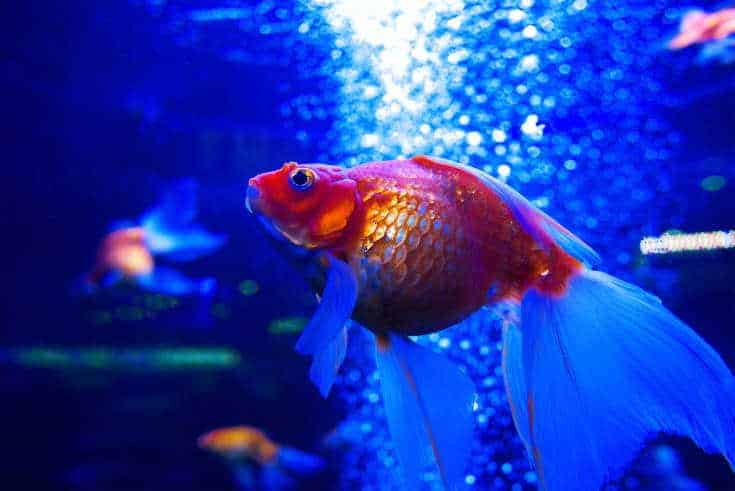 Goldfish ryuikin bajo el agua en el acuario