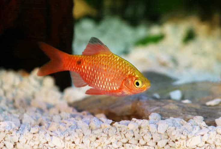 Rosy Barb Pethia conchonius peces de acuario tropical de agua dulce