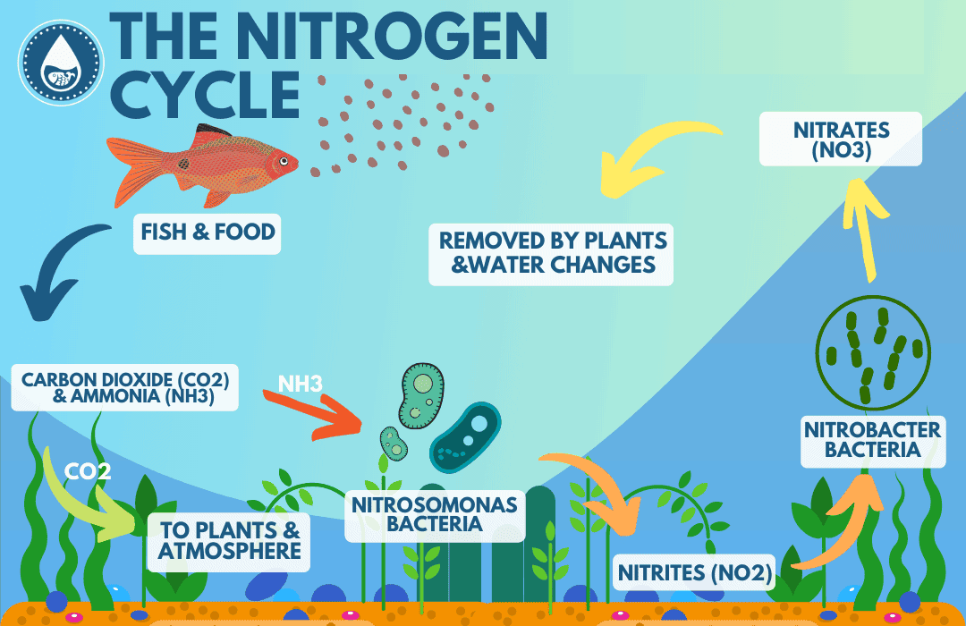 Diagrama del ciclo del nitrógeno