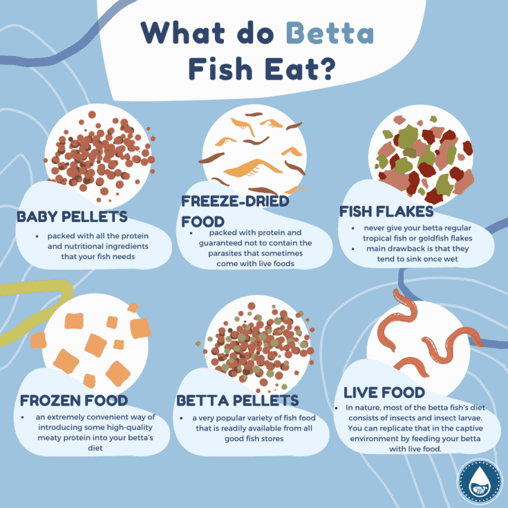 ¿Qué hacen los peces Betta Eat_mini infografía?