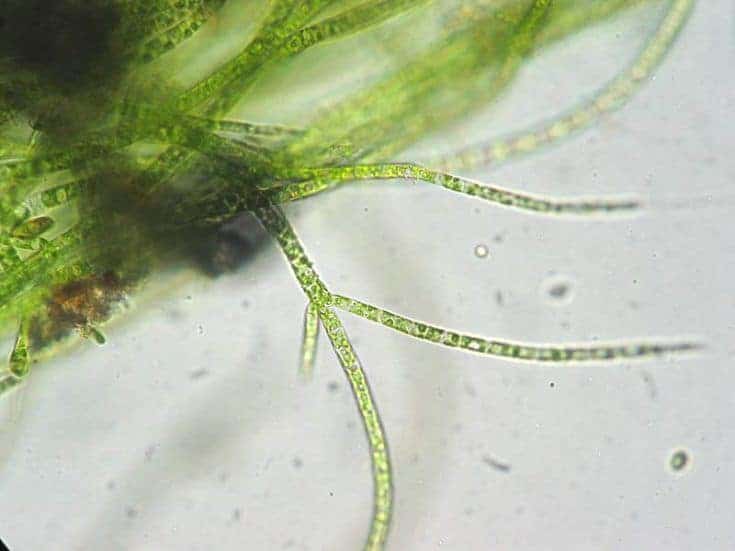 Stigeoclonium, un género de algas verdes clorofitas
