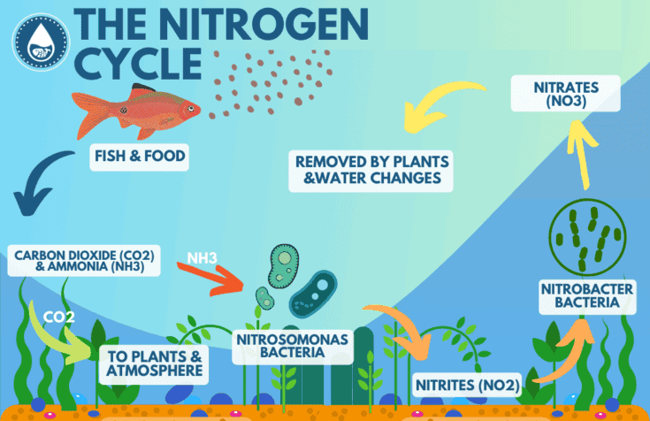 Diagrama del ciclo del nitrógeno