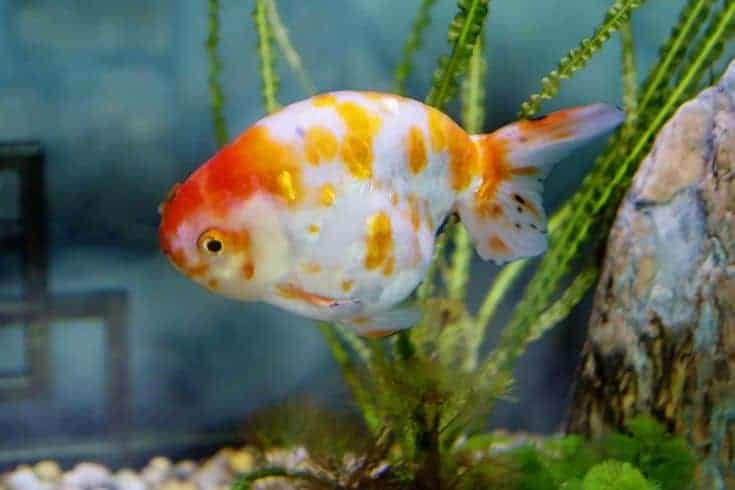 Goldfish Shubunkin.  Esta es una forma de cría de peces de colores, criados en Japón.