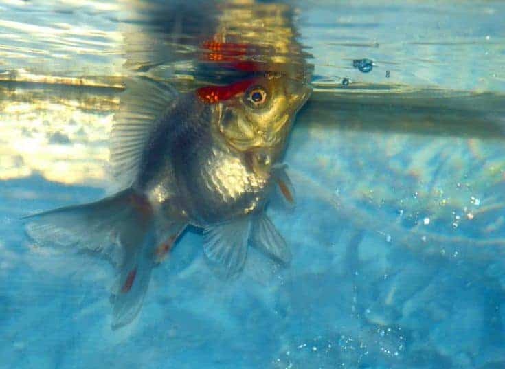Ryukin goldfish soplando burbujas en la parte superior del agua.