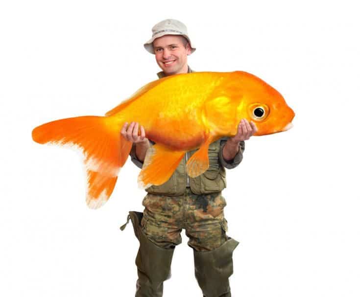 Pescador sosteniendo un gran pez de colores en un fondo blanco.