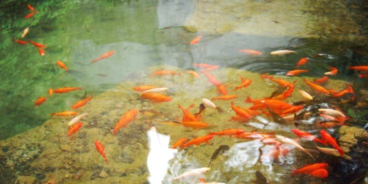 Pequeños peces naranjas en el pequeño estanque artificial - efecto vintage.  Peces de acuario rojos y dorados nadando en el estanque - filtro retro.  Estanque artificial con peces de colores para relajarse - foto en tonos.