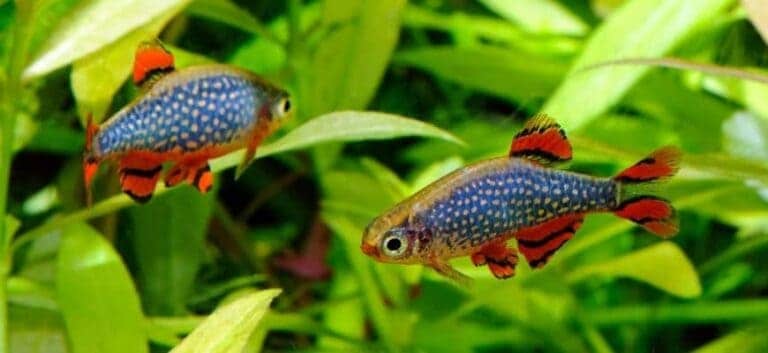 Las mejores especies de peces para acuarios de agua dulce fría