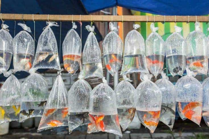 Los peces de acuario aparecen en bolsas de plástico para la venta en el mercado local en Bali, Indonesia