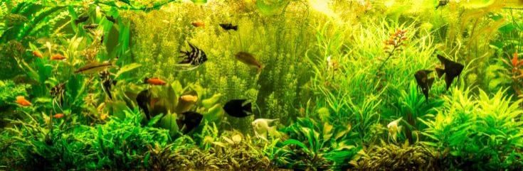 Un hermoso acuario de agua dulce tropical plantado verde con peces