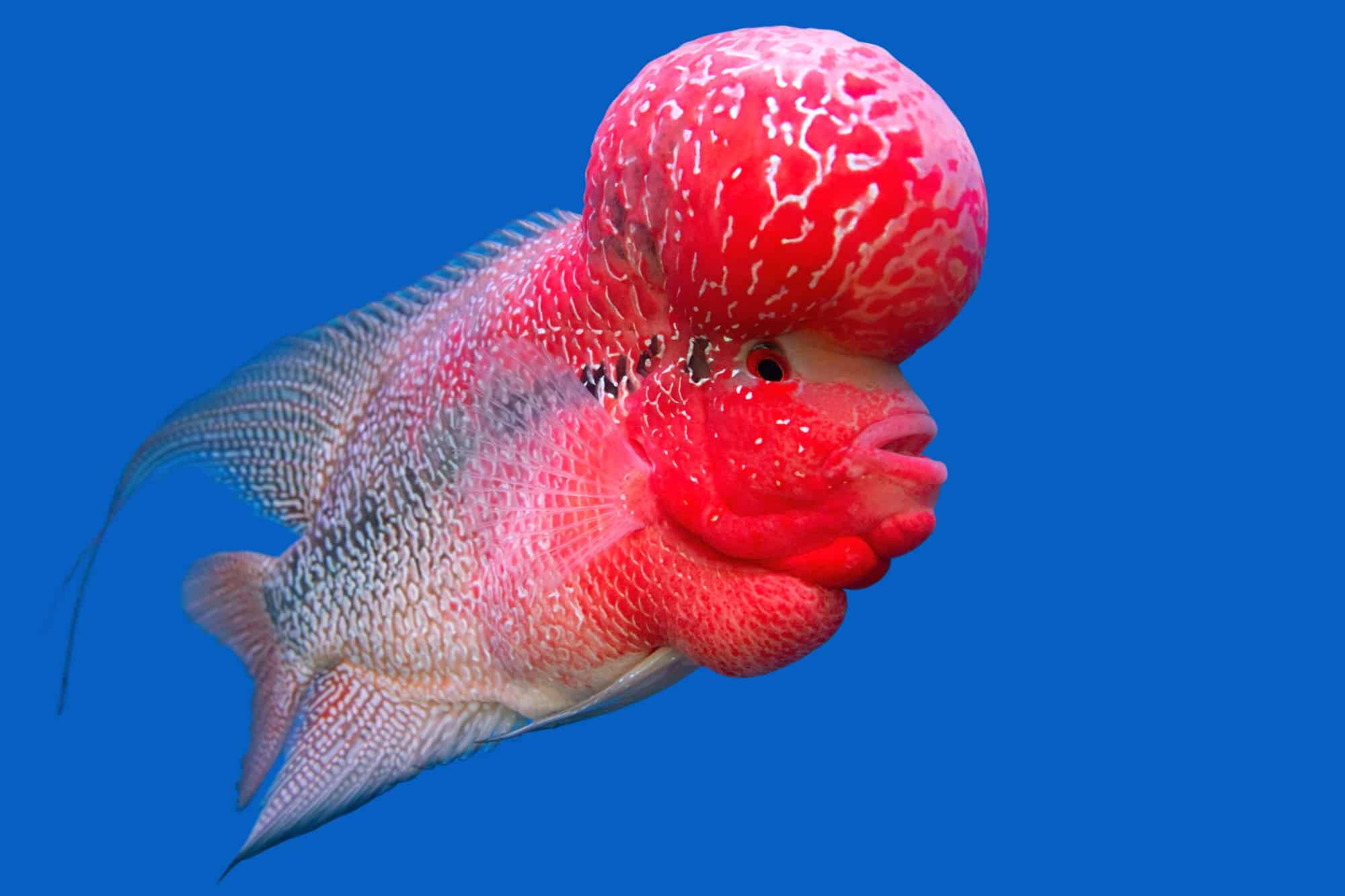 El pez cíclido cruzado (cuerno de flor) en una pecera