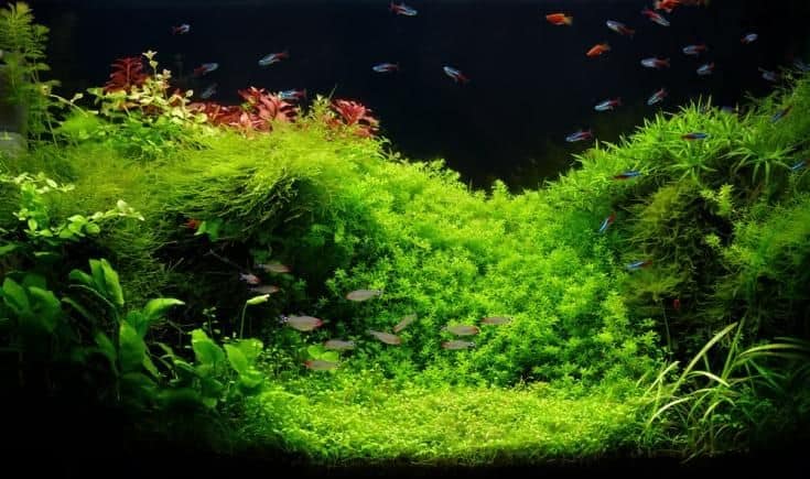 neón tetra: un hermoso acuario tropical de agua dulce plantado con neones azules brillantes y tetrapeces de nariz rummy