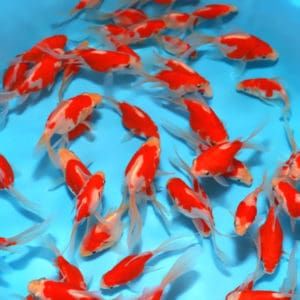 Tamasaba Goldfish nadando en el agua
