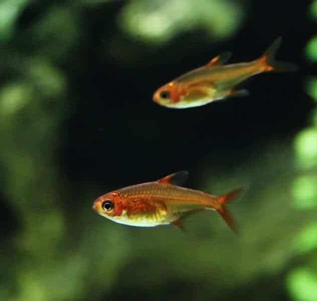 El tetra brasa (Hyphessobrycon amandae) es un pez de agua dulce de la familia de los carácinos (familia Characidae) del orden Characiformes.