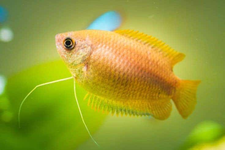 Miel gourami Trichogaster chuna peces de acuario tropical en pecera.  concepto de acuario
