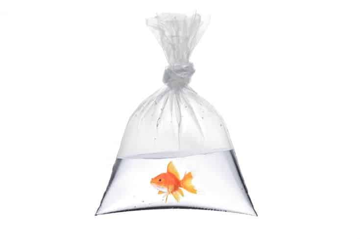 Una vista de un pez dorado en una bolsa aislado sobre fondo blanco.
