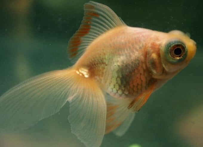 Un pez dorado que se vuelve más blanco y pálido debido a las condiciones de iluminación.