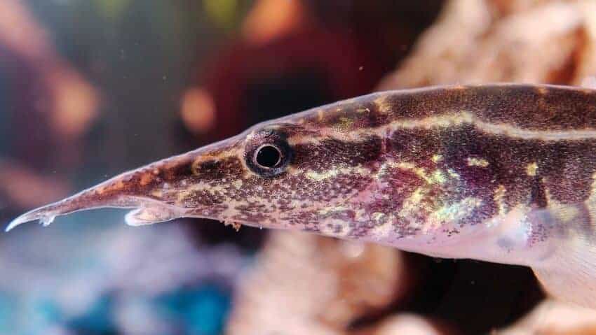Una anguila pavo real