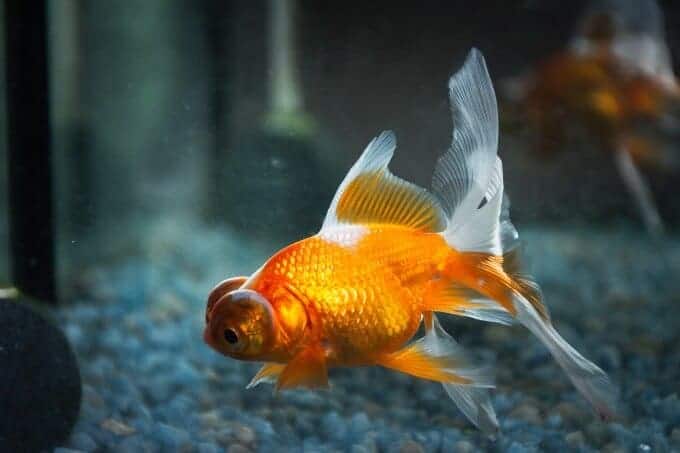 Un pez dorado en busca de comida en el fondo del tanque.