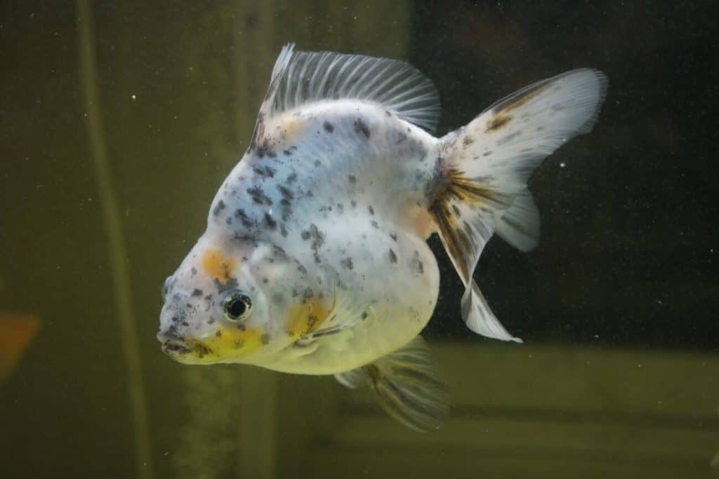 Un pez dorado en las últimas etapas de volverse blanco.