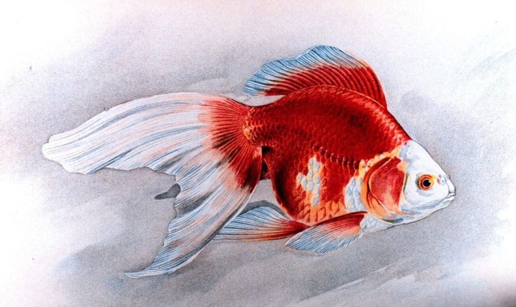 Un boceto de un pez dorado Ryukin