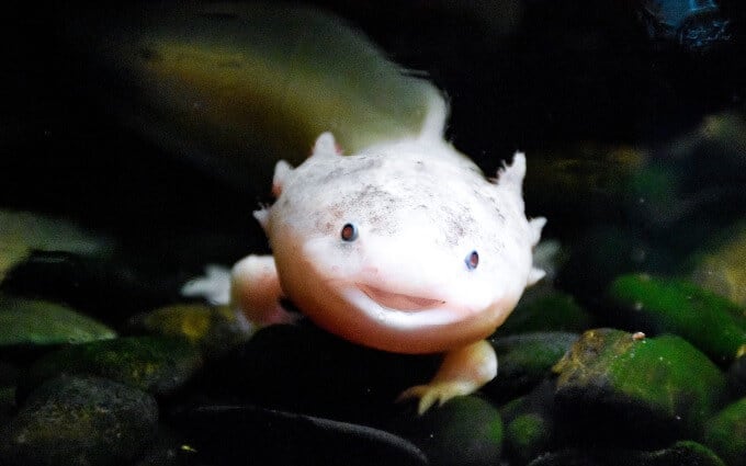 Un Axolotl feliz en busca de comida