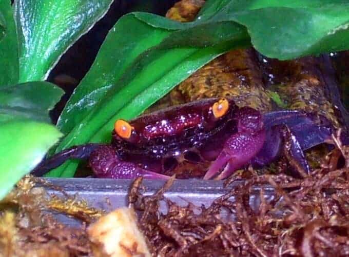 Un cangrejo vampiro escondido debajo de una hoja