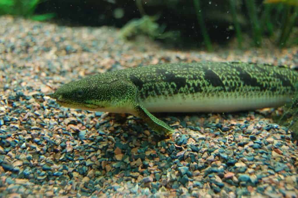 Bichir on the substrate